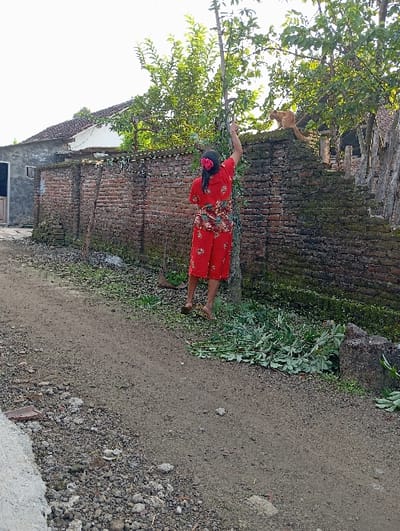 The scene depicts a rural setting on a dirt path in Waung, Indonesia. A female individual, observed from behind, stands barefoot on the right side of the path, wearing red floral-patterned pajamas and a red flower in her dark, tied-back hair. She is actively reaching upwards with her right arm, grasping a slender vertical tree branch. At her feet, near the base of the tree, lies a pile of freshly cut green foliage. To the right of the female, an orange cat is perched on top of a weathered, moss-covered brick wall that extends across the midground. The cat faces towards the right. In the upper-left background, behind the brick wall, a building with a light-colored wall and a reddish-brown tiled roof is partially visible. Dense green tree foliage is present above and behind the wall. The environment is illuminated by natural daylight.