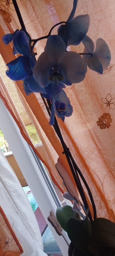 The image shows a close-up of a potted orchid with blue flowers, set against a translucent orange fabric with embroidered floral patterns. The orchid is positioned near a window, with sheer white curtains partially visible to the left and outside greenery and a building visible through the window. The scene appears to be indoors, likely in a residential setting. The specific location in the city of Ardea, Italy, cannot be determined from the visual information provided in the image.