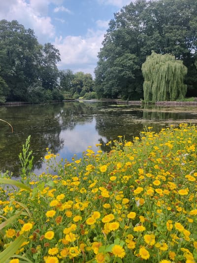 The image depicts a scenic view of a body of water in Isselburg, Germany. In the foreground, a dense cluster of vibrant yellow wildflowers with green stems and leaves lines the edge of the water. The water itself is dark and reflects the sky and surrounding trees. Beyond the water, a line of wooden posts forms a barrier along the bank, separating the water from a path or lawn. Further in the background, a weeping willow tree with its characteristic drooping branches stands prominently amidst a grove of mature, dark green deciduous trees. The sky above is a mix of blue with scattered white clouds, suggesting a pleasant daytime scene. The overall impression is one of natural tranquility within a park-like setting.