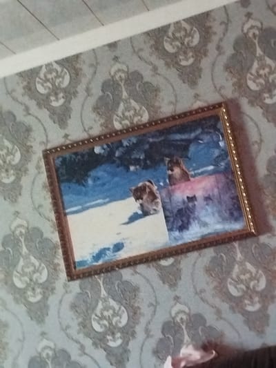 An indoor scene shows a framed painting hanging on a wall. The painting depicts a winter scene with at least two wolves or dogs. One wolf is in the foreground on the left, with its body partially visible and its head turned to the right. Another wolf is in the background on the right, with its head and shoulders visible. The wall is covered in patterned wallpaper with a damask or baroque design in shades of grey and off-white. The painting is rectangular with a decorative golden frame. A ceiling with light-colored panels and some dark lines is visible at the top of the image. The lower part of the image shows a portion of what appears to be furniture, possibly a sofa, with a pinkish-white object on it, though it is out of focus and partially obscured. The overall lighting is dim. The location in the city of Karashina, Uzbekistan, is not visually identifiable from the provided image.