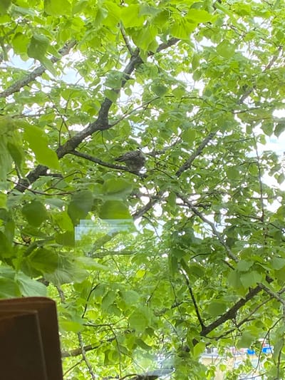 From the perspective of looking out a window, the image captures a tree with light green leaves, common in the city of Uppsala, Sweden. A bird's nest is visible among the branches in the middle-left section of the frame. Parts of a building are visible at the periphery, specifically in the top-right corner. The environment is typical of a suburban or urban area in Uppsala with abundant greenery.