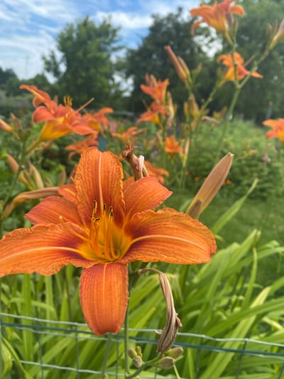 A close-up, eye-level, outdoor shot shows an orange daylily in full bloom with six petals and yellow stamen in the center. The flower is in the foreground, and is slightly to the left of center. Behind the daylily, a blurred background shows more orange daylilies, green foliage, trees, and a blue sky with white clouds. A green wire fence is in the bottom left corner of the image. The image was taken in Sachsenheim, Germany.