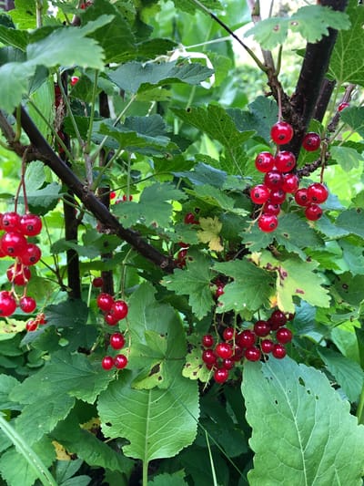 In this close-up, natural light photograph, a cluster of ripe red currants hangs from a dark brown branch amidst lush green foliage. The currants, glossy and spherical, are arranged in pendulous bunches, with some individual berries showing a slight dimple at their base. The leaves surrounding the berries are broad and deeply lobed, with visible veins and some signs of browning or slight damage in places. The background is a soft blur of green, suggesting a garden or natural environment. The scene is static, focusing solely on the fruit and plant. The location is specified as Krasnaya Presnya SNT, Russia.
