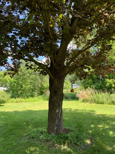 The image depicts a sunlit, grassy area in Arkville, USA, dominated by the trunk and lower branches of a large tree in the foreground. The tree's bark is rough and textured, with some moss or lichen visible. Its leaves, a mix of green and brown, suggest late summer or early autumn. The tree canopy partially obscures the sky, but glimpses of bright blue are visible.

Beyond the tree, the scene opens up to a well-maintained lawn bathed in sunlight, with dappled shadows cast by the tree. In the middle ground, there is a colorful, round object hanging from a pole, resembling a bird feeder or a decorative item. Further in the background, a line of trees and shrubs forms a natural border, with lush green foliage. In the distance, a building with a light-colored roof is partially visible, suggesting a rural or suburban setting.

The overall impression is one of a peaceful, outdoor environment. The bright sunlight and vibrant green of the grass indicate a pleasant day, likely during the daytime. No people are visible in the image. The media file appears to be a landscape photograph taken in a park-like setting. No text is visible in the image.