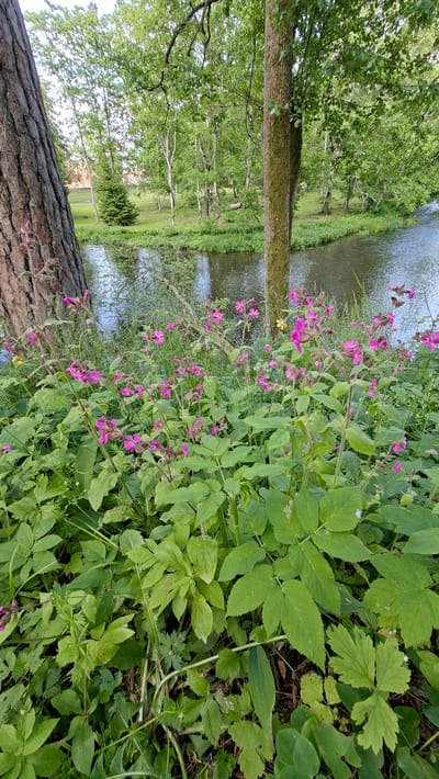 The image captures a close-up view of pink wildflowers in the foreground, with their delicate petals and green stems. Behind them, a body of water, likely a river or stream, reflects the surrounding lush green trees and the sky. The water is bordered by a verdant embankment, and further back, a forest of deciduous trees stands tall. The scene appears to be set in a natural, outdoor environment, likely within the grounds of Keila-Joa alevik, Estonia, known for its scenic landscapes and historical manor. The lighting suggests it is daytime, possibly late afternoon, with soft shadows indicating diffused sunlight. There are no people or animals visible in the frame. The overall impression is one of tranquility and natural beauty.