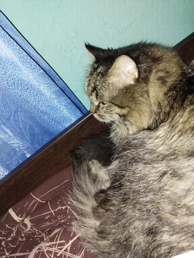 A close-up, overhead shot shows a tabby cat sleeping on a bed. The cat is curled up on its side, with its head resting on its paws. Its fur is a mix of brown, black, and gray. The background is a light blue wall and a patterned bedspread in shades of brown and white. A dark brown wooden trim piece is visible along the top edge of the frame, separating the wall from a blue patterned fabric, possibly a curtain. The scene appears to be indoors, in a domestic setting.