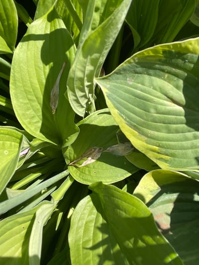 The image shows a close-up view of lush green hosta leaves. The leaves are large, with prominent veins and a slightly waxy texture. Some of the leaves have a yellow-green variegation along the edges. There are a few dried, brown seed pods nestled amongst the leaves. The lighting suggests it is a sunny day, with dappled shadows falling across the foliage. The scene appears to be outdoors, within a garden or natural setting. The location is the village of Tataraskaya Kargala, Orenburg Oblast, Russia.
