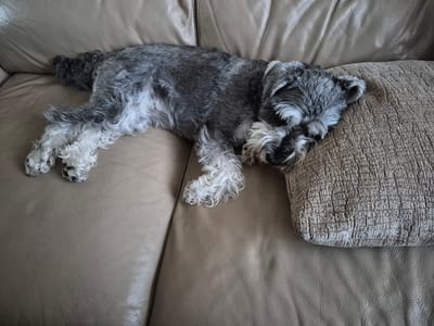 A Miniature Schnauzer dog is sleeping on a light brown leather sofa next to a textured throw pillow. The dog is lying on its side with its head resting on the pillow. The dog's fur is gray and white, and it has a bushy beard and eyebrows. The sofa is in a living room. The image does not provide information about the specific location in Šilutė, Lithuania.