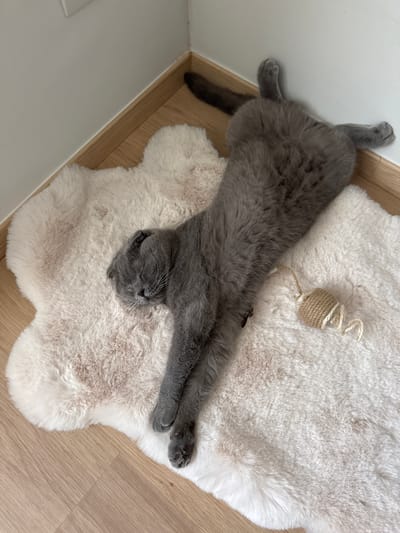 A grey Scottish Fold cat is sleeping on a plush, cream-colored rug in the corner of a room. The cat is stretched out on its back, with its legs extended. A small, woven cat toy is lying next to the cat's hindquarters. The floor is made of light-colored wood. The walls are white.