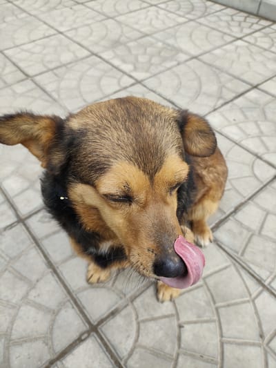 A medium-sized brown and black dog sits on a gray tiled surface, likely a sidewalk or patio. The dog has its eyes closed and its pink tongue extended, licking its nose. The background is composed of light gray tiles with a circular pattern. No people are visible in the image. The location is specified as Yerzhovo, Moldova.