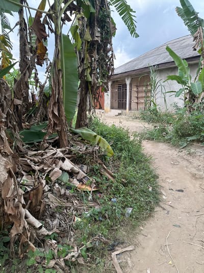 A building with barred windows stands near a dirt path overgrown with vegetation. Banana trees dominate the foreground, their leaves both green and withered. Trash litters the area amidst the plants, suggesting neglect or a lack of waste management. The overall scene presents a neglected or undeveloped environment.