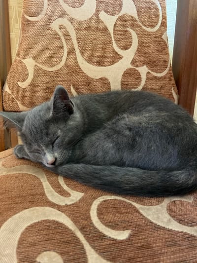 A grey cat is sleeping curled up on a chair. The chair has a patterned fabric with swirls in brown and beige. The cat's eyes are closed, and its paws are tucked underneath its head. The background is slightly blurred, showing a wooden chair frame and a light-colored wall. The scene is indoors.
