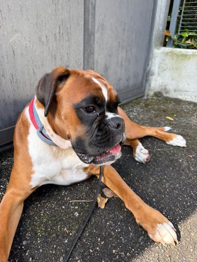 The image shows a brown and white Boxer dog lying on its back on an asphalt surface in Lissone, Italy. The dog has a black muzzle, brown eyes, and a pink tongue sticking out. It is wearing a gray and red collar. The dog's legs are outstretched. A black leash is visible near its head. The background includes a gray concrete curb, a black metal gate, and some greenery. The asphalt surface shows signs of wear and small gravel. The lighting suggests it is daytime with some shadows.