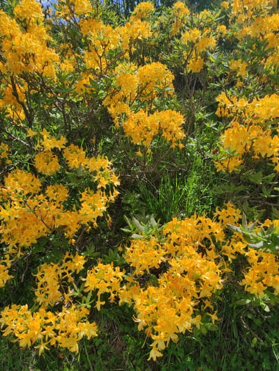 In Kumlistsikhe, Georgia, a dense cluster of bright yellow azaleas blooms under a clear sky. The azaleas form a vibrant wall of color, with their trumpet-shaped flowers densely packed on woody stems. The leaves of the azalea bushes are a deep green, providing a contrast to the yellow blossoms. In the background, taller trees with dark green foliage suggest a wooded area. The ground beneath the azaleas is covered with lush green grass and some dry brown leaves, indicating a natural outdoor setting. The overall impression is one of abundant natural beauty during springtime in Georgia.
