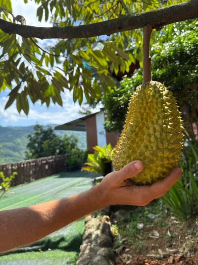A durian fruit is held in a person's hand, suspended from a tree branch. The durian is green and spiky, with a stem connecting it to the branch. The background shows a lush, green landscape with trees, mountains, and a building. The image appears to be taken outdoors in a rural or agricultural setting. The person's arm, covered in fine hairs, is visible supporting the durian. The lighting suggests it is daytime, with sunlight casting shadows. The location is identified as La Da, Vietnam, a region known for durian cultivation.
