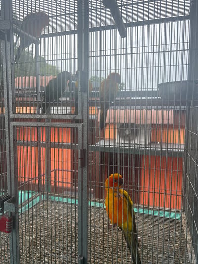 The image shows a large, multi-compartment bird cage containing four parrots. The cage is located outdoors, in what appears to be a residential area, likely Ban Chai Rat, Thailand. The background shows residential buildings with orange siding and a tiled roof, along with some trees and overcast sky.
In the top left compartment, a brightly colored orange and yellow parrot is perched on a swing, facing left. Below it, a darker green and black parrot is perched on a horizontal bar, also facing left. In the upper middle section of the cage, another parrot, primarily yellow with some green and orange, is perched on a swing, facing towards the right. In the bottom right compartment, a vibrant orange and yellow parrot with green tail feathers is standing on the cage floor, facing left. The cage is made of grey metal bars and has a red combination lock attached to the door on the left side. The floor of the cage is covered with a layer of wood shavings. An air conditioning unit is visible on the orange wall behind the cage.