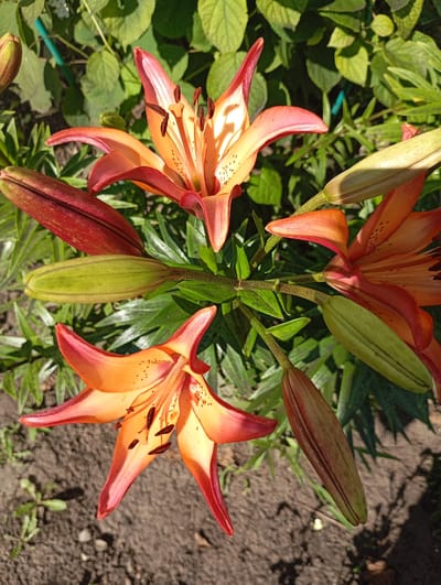 A top-down close-up view shows several tiger lilies with orange and pink petals, some fully bloomed and others as closed buds, situated in a garden bed of soil and green foliage. The location is identified as Комсомольский, Russia.