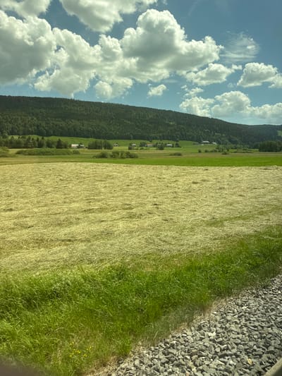 The image depicts a rural landscape under a partly cloudy sky. In the foreground, a field of freshly cut hay is visible, with a strip of green grass and a gravel path on the right side. In the middle ground, there are several farmhouses scattered across a green meadow. The background is dominated by a dense forest covering a hillside, with the sky filled with dramatic white clouds. The scene suggests a bright, sunny day. No people or animals are present in the image. The location in the city of Le Sentier, Switzerland, is not explicitly indicated in the image itself.