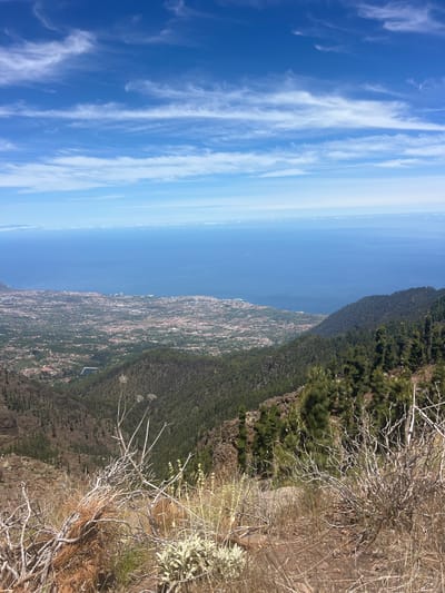 The image depicts a panoramic view from a high vantage point, likely a mountainous or elevated area, overlooking a coastal town and the sea. The perspective is sideways, as if the camera was tilted.

In the foreground, dry, skeletal branches of dead vegetation and sparse, dry grasses are visible, with hints of green foliage and rocky terrain interspersed. This suggests a somewhat arid or wild environment.

Beyond the immediate foreground, a dense, dark green forest covers the steep slope of a mountain. The trees appear to be conifers, densely packed.

Further down the slope, a sprawling town is visible, characterized by a multitude of buildings with reddish-brown rooftops, packed closely together. This urban area gradually recedes towards the coastline.

The sea stretches out beyond the town, appearing as a vast expanse of deep blue. The water's surface is calm, with a subtle gradient of color towards the horizon, where it meets a hazy, light blue sky. Streaks of thin, white cirrus clouds are scattered across the bright blue sky, indicating fair weather.

The overall impression is one of a bright, sunny day with clear visibility. The scene likely captures a coastal landscape in La Orotava, Spain, offering a dramatic contrast between the wild, natural terrain of the mountain, the developed urban area, and the expansive sea. The time of day appears to be daytime, with the sun casting a bright light on the scene. No people or specific objects are clearly identifiable, and there is no visible text.