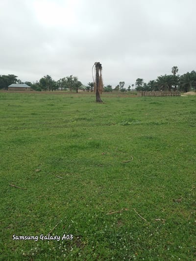 A wide, slightly overcast view captures a grassy field with a solitary, dead palm tree in the foreground. In the distance, a few buildings with pitched roofs are visible, surrounded by scattered trees and more palm trees. The sky is a uniform pale gray, suggesting a cloudy day. The overall impression is of a rural or semi-rural landscape, possibly in Doka-Tofa, Nigeria. The "Samsung Galaxy A03" watermark is present in the bottom left corner.