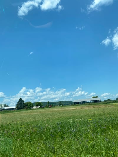 The image captures a rural landscape under a bright blue sky with scattered white clouds. In the foreground, a field of tall green grass with small purple and yellow wildflowers stretches across the frame. In the mid-ground, several farm buildings and structures are visible. To the left, a long white building with a green roof is partially obscured by a tall evergreen tree. Next to it, a white RV is parked. Further to the right, there appears to be agricultural equipment, including a red tractor and a yellow piece of machinery. In the background, rolling green hills covered in trees form the horizon. The overall scene suggests a calm, sunny day in a farming community. The location is Saint-André-Avellin, Canada.