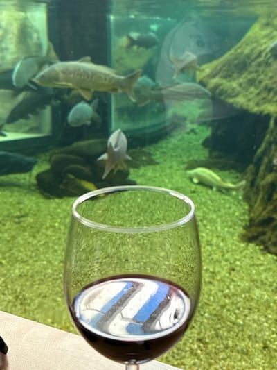 The image displays an indoor setting within the Fluviário de Mora (Mora River Aquarium) in Mora, Portugal. In the immediate foreground, a clear wine glass, partially filled with red wine, is positioned on a light-colored wooden surface. The liquid surface within the glass exhibits a distinct reflection of alternating blue and white horizontal stripes, originating from an unseen overhead source.

The background is dominated by a large, clear freshwater aquarium tank. The bottom of the tank is covered with green gravel. Various fish species inhabit the aquarium. Prominently in the mid-left, a large, elongated fish with light brown or tan scales swims horizontally. To its right, a smaller, pale white or silver fish is oriented vertically, with its head pointing upwards. Several other fish, varying in size and exhibiting darker coloration, are visible throughout the tank, some partially obscured by reflections or depth. On the lower right, an additional elongated fish with a lighter coloration is positioned near the tank's substrate. Dark, organic-shaped structures, consistent with rocks or submerged logs, are present within the aquarium, particularly noticeable on the left behind the white fish and on the far right side of the tank. The water within the aquarium is transparent. No human subjects are visible.