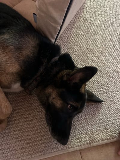 An indoor scene depicts a multi-colored German Shepherd-type dog resting on a light-colored, tightly looped pile carpet. The dog, predominantly black and tan with a white patch on its chest, is lying on its left side, facing the lower right portion of the frame. Its right eye is open. A dark-colored collar is visible around its neck. A beige pet bed with dark trim is partially visible in the upper left background. The carpet meets light brown floor tiles in the lower right foreground. The specific location within the city of Hofit, Israel, is not discernible from the visual information provided in the image.
