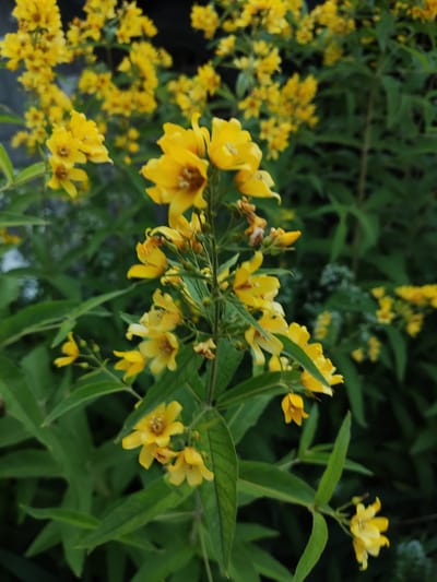 A close-up, slightly angled shot features a cluster of bright yellow flowers with multiple petals, set against a blurred background of green foliage and dark shadows. The flowers are of various stages of bloom, with some fully open and others still buds. A few withered brown petals are visible among the vibrant yellow. The image focuses on a main stalk with leaves that are long and lance-shaped with visible veins. The environment suggests an outdoor setting, likely a garden or natural area. No people or animals are present. The image appears to have been taken on a slightly overcast day, as indicated by the soft lighting.