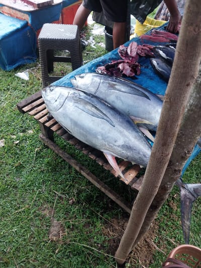 In Turumame, Indonesia, a scene unfolds at what appears to be a fish market or outdoor vendor. The foreground is dominated by a large wooden table covered with a blue tarp. On this table lie two sizable, silver-scaled fish, likely tuna, resting on a wooden plank structure. To the right of the fish, on the blue tarp, are several pieces of raw, red fish flesh and a few whole, dark fish. A dark gray plastic stool is positioned behind the fish on the left, and to the left of that, parts of blue and orange containers are visible. The ground is covered in green grass, with some patches of dirt. A rough, brown tree trunk runs vertically through the right side of the image, partially obscuring the view of the fish. In the upper portion of the image, a person's legs and torso are visible, clad in dark shorts and a dark top, with a hand reaching towards the fish on the table, suggesting the act of preparation or sale. The overall environment suggests an outdoor, potentially humid, and working setting.
