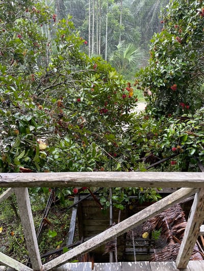 This is an outdoor, eye-level, medium shot taken on a cloudy day. The image shows a lush green rambutan tree laden with ripe red fruit, growing amidst a dense, tropical forest with tall palm trees in the background. The foreground features a weathered wooden railing, suggesting a vantage point overlooking the scene. The forest appears to be experiencing light rain, with visible water droplets on the leaves and a misty atmosphere. The presence of fallen palm fronds and decaying wooden structures hints at a remote, possibly abandoned, location within the humid tropical environment of Beurandangkrueng, Indonesia. There are no people or animals visible in the frame.