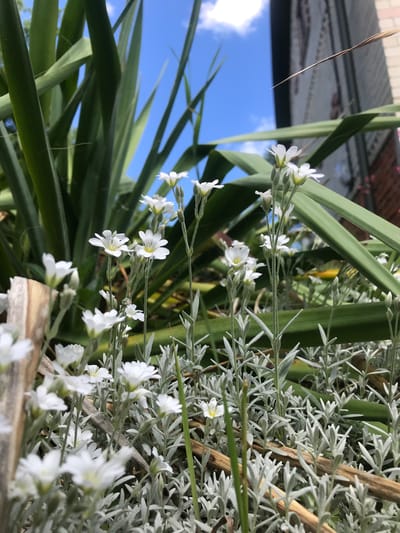 The image shows a close-up, slightly angled view of white flowers blooming amidst green and silvery foliage. The flowers are small, with delicate petals, and appear to be growing on slender stems. The foliage has a mix of textures, with some leaves being long and blade-like (green) and others being small, spiky and silvery-grey. In the background, there is a glimpse of a blue sky with some clouds, suggesting an outdoor setting. A portion of a building, possibly a roof, is also visible. It is not possible to confirm the location is Petrykiv, Ukraine, from the image alone. No people, actions or interactions are visible.