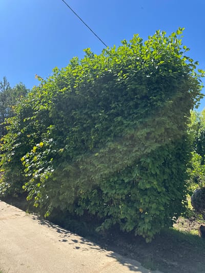 The image shows a large, dense green bush with numerous leaves, situated outdoors under a clear blue sky. A black wire runs diagonally across the top of the frame against the sky. To the left, a concrete path runs alongside the bush, casting shadows. To the right and behind the bush, other greenery and trees are visible, along with some soil. The bush appears to be a prominent feature in a natural or semi-natural outdoor environment. The specific location in the city of Zakharovo, Russia, is not discernible from the visual information provided in the image.