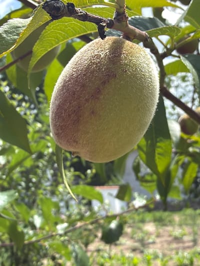 A close-up, low-angle shot focuses on a single, fuzzy, unripe peach hanging from a branch. The peach is light green with areas of red blush and is covered in fine hairs. Green leaves surround the fruit, with sunlight filtering through them, creating a dappled effect. The background is blurred, showing more foliage, a hint of a white structure with an orange-tiled roof, and dry, cultivated ground with small green plants. The overall scene suggests a garden or orchard in Selanovtsi, Bulgaria, on a sunny day. There are no people visible in the image.