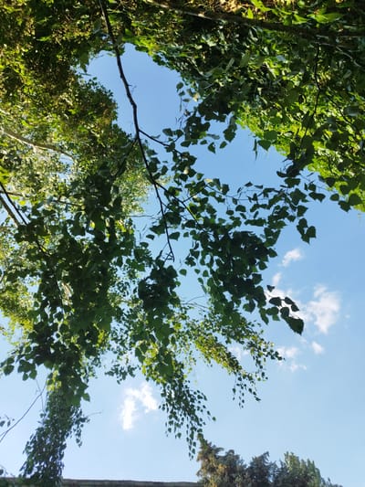 The image is a low-angle shot looking up at a bright blue sky through a canopy of green trees. Sunlight filters through the leaves, creating dappled patterns. A few wispy white clouds are visible in the sky. In the lower portion of the image, the tops of evergreen trees are visible, along with a brick wall. The scene suggests an outdoor environment, possibly a park or garden, in Skadovsk, Ukraine. There are no people or animals present.