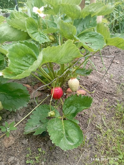 A single ripe, red strawberry hangs from a strawberry plant alongside a green, unripe strawberry. The plant has large, green leaves and a white flower is visible in the background. The strawberries are growing in soil with some dry leaves and grass around them. The scene is outdoors, likely in a garden or field. The timestamp "24.06.2026 11:09" is visible in the bottom right corner of the image. The location is identified as Гаранскі сельскі Савет, Belarus.