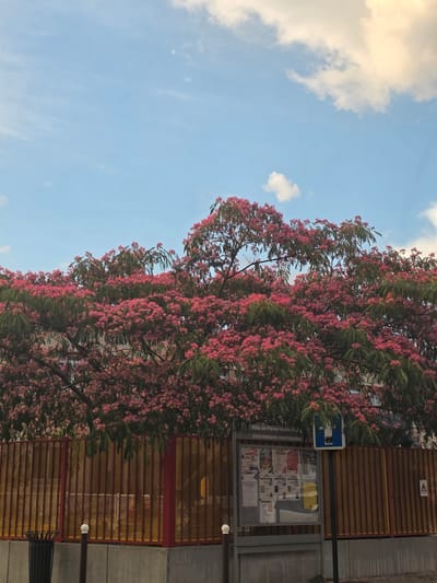 In Paray-Vieille-Poste, France, a flourishing Mimosa tree with vibrant pink blossoms dominates the frame against a backdrop of a blue sky dotted with white clouds. The tree's branches, laden with delicate flowers, extend over a yellow and red metal fence. Adjacent to the fence, a bulletin board displays various notices and flyers, with a blue and white sign positioned above it. To the left of the bulletin board, a black trash can stands near a concrete barrier. The scene captures a bright, natural setting within an urban environment.