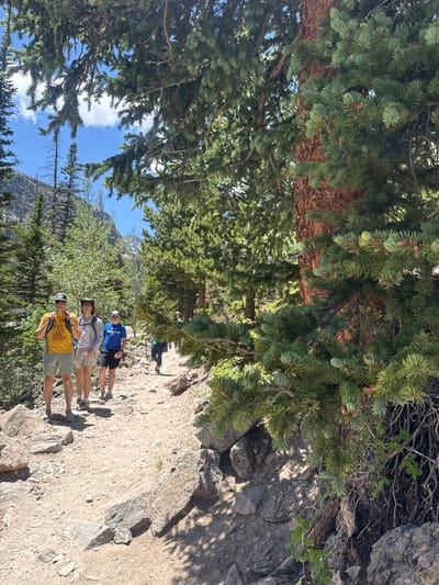 This is a medium-angle, eye-level shot of a group of people hiking on a dirt path in a coniferous forest. The path is rocky and ascends slightly towards the right of the frame. In the foreground, a large pine tree with reddish-brown bark and dense green needles dominates the right side of the image. The sun casts dappled shadows on the path from the tree branches.

On the left side of the path, three hikers are walking away from the camera. The foremost hiker is a male wearing a yellow t-shirt with a "LAKE GOPHERS" graphic, a baseball cap, sunglasses, and grey shorts. Next to him is another male wearing a grey long-sleeved shirt, a hat, and light-colored shorts. The third hiker is a younger male in a blue t-shirt and black shorts. Further up the path, other hikers are visible in the distance, and the path winds through the trees, with more coniferous trees and some deciduous trees lining the sides. In the background, a mountain range is visible under a bright blue sky with scattered white clouds. The scene appears to be in a natural, mountainous environment, consistent with the area surrounding Allenspark, Colorado, United States, known for its hiking trails and Rocky Mountain scenery.