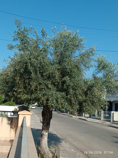 This is a landscape photograph taken outdoors. The main subject is a large, leafy olive tree with small green olives visible on its branches. The tree stands beside a paved street in what appears to be a residential area. In the background, there are houses with white walls and fences, and a few cars are parked or driving on the street. The sky is a clear, bright blue, indicating a sunny day. The lighting suggests it is either morning or late afternoon.
The scene is a typical street view in a Mediterranean or similar climate. The presence of potted plants near the houses and the style of the architecture also point to a warm location. The overall mood is peaceful and ordinary, depicting a slice of daily life.
There is visible text in the bottom right corner of the image: "26.06.2026 07:54". This indicates the date and time the photograph was taken. There are no people visible in the image. The environment is clean and well-maintained, with a sidewalk alongside the street. The shadows cast by the trees and the fence suggest the sun is at an angle.
