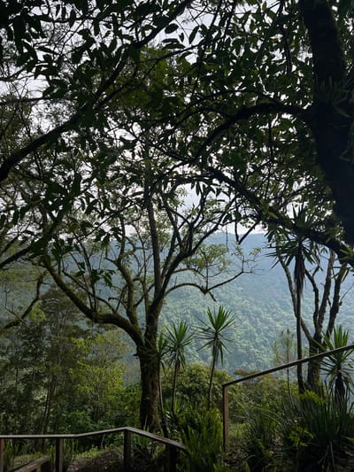 The image shows a view of a forest from an elevated position, likely in a mountainous area. The scene is framed by trees with dense foliage and mossy branches, creating a natural canopy overhead. Through the trees, a lush green valley or hillside is visible in the background, suggesting a tropical or subtropical environment. A portion of a wooden or metal structure, possibly a railing or walkway, is visible on the right side of the frame, indicating that the vantage point is likely a constructed platform or path. The location is Santa Tecla, El Salvador.