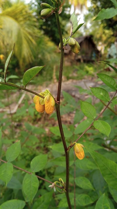 The image is a close-up shot of a plant with small yellow flowers and green leaves. The plant has a thin, dark brown stem. There are clusters of unopened buds, some appearing green with purple streaks, and some open yellow flowers. One open flower is visible on the right side of the stem, and two are visible on the left. The background is blurred, showing greenery, a palm frond, and a small structure that appears to be a hut or shed. The scene suggests an outdoor environment, possibly a garden or rural area. The image does not provide any specific information about the city of Cotjrat, Indonesia, as it focuses solely on the plant.