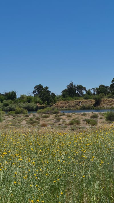 In Rancho Cordova, California, a natural landscape unfolds under a clear blue sky. The foreground is dominated by a dense field of tall, green grass interspersed with numerous small yellow wildflowers. Beyond this vibrant meadow, a dry, scrubby embankment rises, dotted with low-lying bushes and grasses. A tranquil river flows gently through the scene, its blue waters reflecting the sky. On the far bank, a line of trees, varying in density and height, creates a lush green backdrop, with some bare branches visible amongst the foliage. In the distance, the terrain appears drier and more rugged. A single person is visible standing near the riverbank, observing the water.