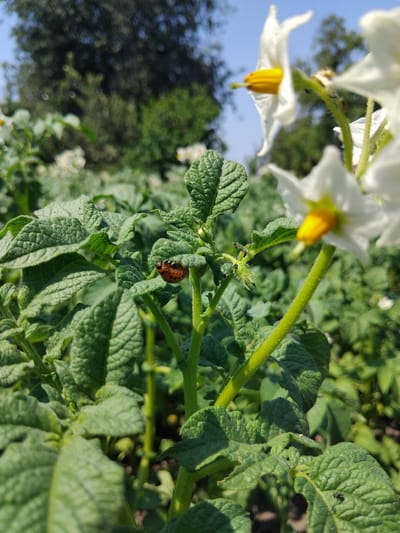 The image shows a close-up of potato plants with white flowers and green leaves. In the center of the frame, a Colorado potato beetle larva is visible on a leaf. The beetle larva is reddish-orange with black markings. The background is blurred, showing more potato plants, trees, and a bright blue sky, suggesting an outdoor setting on a sunny day. The focus is on the insect and the surrounding plant foliage. The crops indicate it is likely a garden or field in Bila Krynytsia, Ukraine. No text is visible in the image.