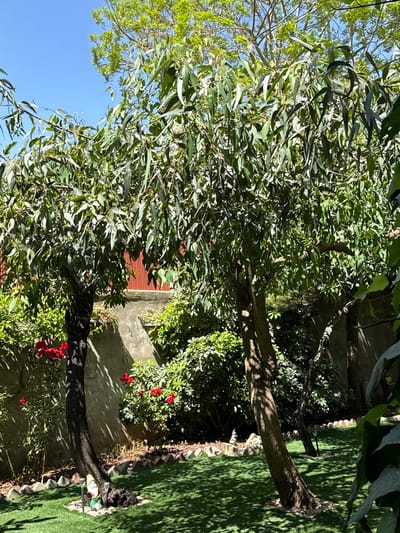 The image shows a garden in Ariel, Palestinian Territories. Two trees with slender leaves dominate the scene. The trunks are dark, and some red flowers are visible near the base of one. Behind the trees is a concrete wall, and beyond that, part of a red roof can be seen. The ground is covered with green grass and some shrubs. The sky is blue and visible through the branches of the trees.