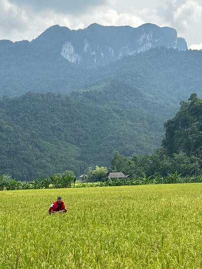This image captures a vibrant agricultural landscape in Ngọc Đường Commune, Vietnam. A lone individual, dressed in a red top with white accents, is centrally positioned, crouched down within a vast, lush green field. The field, likely a rice paddy given the location and appearance, stretches across the mid-ground, filled with mature, light-green crops.
In the background, a majestic range of forested mountains dominates the scene, their peaks partially obscured by a cloudy, overcast sky. The mountains are densely covered in tropical vegetation, displaying varying shades of green and blue-grey due to atmospheric haze. A distinctive lighter patch, possibly a rock face, is visible on one of the distant mountain slopes.
Near the edge of the field, closer to the mountains, a small, simple structure, possibly a dwelling or shed, is partially visible, nestled among trees. The overall lighting suggests it is daytime, possibly late morning or afternoon, with soft, diffused light indicating an overcast or partly cloudy day. The scene portrays a serene yet industrious rural setting, highlighting the natural beauty and agricultural activity typical of the Vietnamese countryside. There is no visible text in the image.
