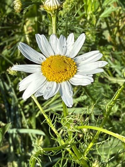 A close-up, vertical, eye-level shot focuses on a single white daisy with a bright yellow center, set against a blurred green background of foliage. The daisy's white petals are speckled with tiny water droplets, suggesting recent dew or rain. The yellow center is composed of numerous small, granular florets. The stem and some feathery green leaves are visible below the flower. The overall lighting suggests a sunny day, with bright highlights on the water droplets and petals. The scene is set outdoors in a natural environment, likely a garden or field.