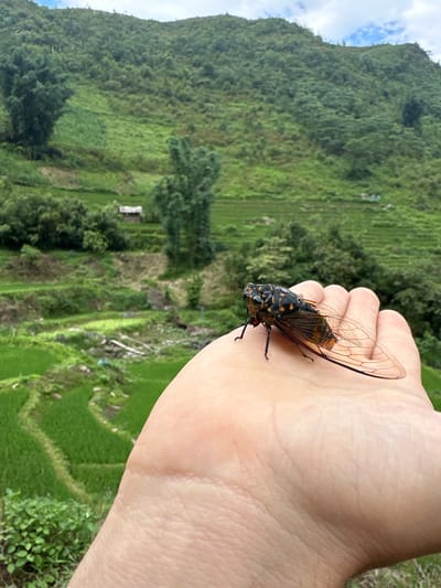 A cicada rests on a person's hand. The background reveals the green, terraced landscape of rice paddies in Bản Hồ, Vietnam, extending up to a wooded mountain. A small, light-colored structure is visible amidst the terraces. The hand is positioned against the background, placing the cicada in clear view.