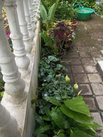 The image captures a vibrant garden or planter area located beside a white stone balustrade in Veren, Bulgaria. The balustrade, positioned on the left side of the frame, features a series of decorative, ornate balusters that recede into the background, showing some weathering and dirt accumulation.
To the right of the balustrade, a variety of lush green plants are arranged. In the foreground and midground, a dense bed of plants with distinct patterned, silvery-green, roundish leaves (likely Peperomia species) covers the ground. Several water droplets are visible on these leaves, suggesting recent watering or rain. Emerging from this foliage are two prominent white or light-green, teardrop-shaped flower buds, characteristic of Peace Lilies (Spathiphyllum), with more undeveloped buds lower down. Further back, larger green leaves of another plant are visible.
Above these ground-covering plants, several potted plants are arranged. One prominent plant features dark red and purple variegated leaves, resembling a Coleus. Other potted plants with various green foliage are also present. In the background, behind these potted plants, more dense greenery is visible, along with a bright green plastic bucket or tub filled with water, partially obscured by the foliage.
The ground surface on the right side of the image is a paved area constructed from square or rectangular stone or concrete blocks, showing some signs of wear and moss growth in the cracks. The lighting suggests daytime conditions, possibly overcast, contributing to the soft, diffused illumination of the plants. No human activity or visible text is present in the scene.