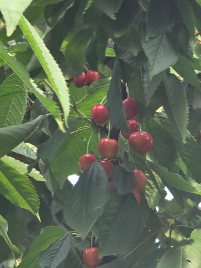 This media file shows a cluster of ripe red cherries hanging from a tree branch amidst lush green leaves. The cherries are round and have a vibrant red hue, indicating they are ready for harvest. The leaves are broad and serrated, typical of a cherry tree. The scene is dappled with sunlight, suggesting it is daytime, likely in the late morning or early afternoon, with the sun filtering through the canopy.
The cherries appear to be growing in small bunches, attached to thin stems. Some are clustered closely together, while others are more spread out. The focus is on the fruit and foliage, with the background blurred, creating a shallow depth of field that emphasizes the cherries. There are no people visible in the frame.
The setting appears to be a natural outdoor environment, likely an orchard or a garden in Pidhorodne, Ukraine. The overall impression is one of abundance and natural beauty, with the ripe cherries symbolizing a fruitful harvest. There is no visible text in the image. The weather seems pleasant, conducive to fruit growth. The time of day is suggested by the natural lighting. The activity taking place is simply the growth of the cherries on the tree, awaiting harvest.