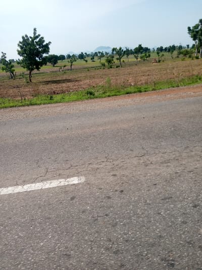 The image displays a view of a rural landscape with a paved road in the foreground. The road is gray asphalt with a white line marking the edge of a lane, which is cracked and worn. To the left of the road, there is a grassy verge and beyond that, a field of dry, brown soil with scattered green vegetation. Several trees of varying sizes are dispersed across the field, with one particularly large, leafy tree dominating the left-center of the frame. In the background, rolling hills are visible under a clear, light blue sky, with some distant mountains faintly discernible. The scene appears to be in Jauro Shomwa, Nigeria, suggesting an arid or dry season environment given the state of the fields. There are no people or animals visible in the image.