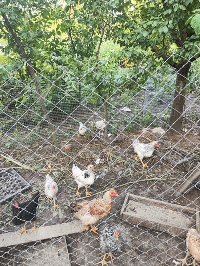 In Risipeni, Moldova, a fenced enclosure contains several chickens. The enclosure appears to be an outdoor area with trees and foliage visible behind a chain-link fence. The ground inside the enclosure is dirt with some scattered straw and debris. Several chickens of varying breeds and colors are present, including black, white, and speckled varieties. Some chickens are standing, while others are pecking at the ground. A concrete feeder trough is also visible in the enclosure. The overall scene depicts a rural or semi-rural setting where chickens are being raised.